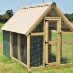 What you should know about Chicken Coops